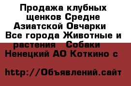 Продажа клубных щенков Средне Азиатской Овчарки - Все города Животные и растения » Собаки   . Ненецкий АО,Коткино с.